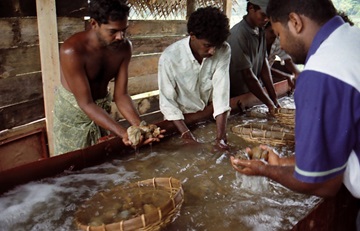 セイロン宝石|パリパナ｜セイロン宝石.com