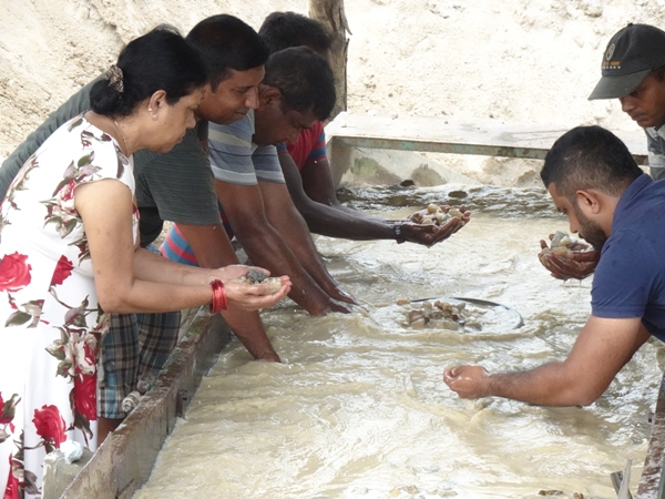 セイロン宝石|パリパナ｜セイロン宝石.com